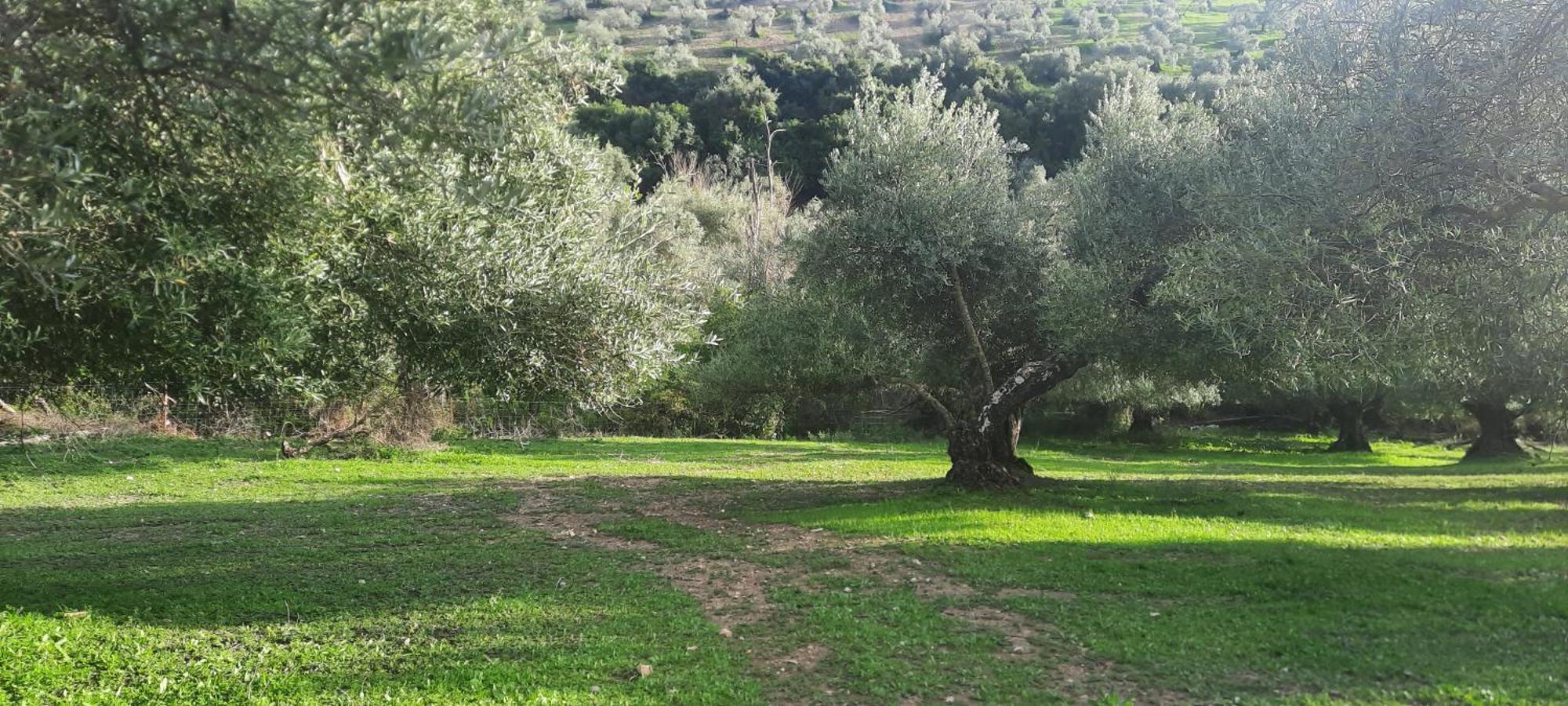 阿尔戈多纳莱斯Hacienda Molino Nuevo别墅 外观 照片